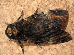 Acherontia atropos (Doodshoofdvlinder)
