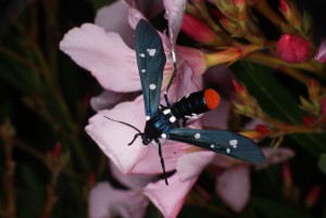 Syntomeida epilais vlinder
