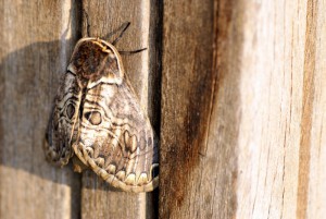 Brahmaea europaea vlinder