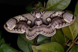 Brahmaea hearseyi vlinder