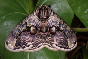 Brahmaea japonica vlinder