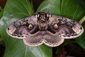 Brahmaea japonica vlinder