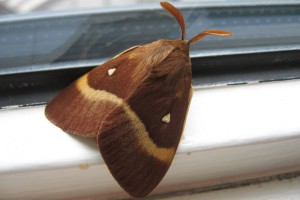 Lasiocampa quercus vlinder