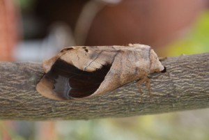 Paralebeda plagifera vlinder