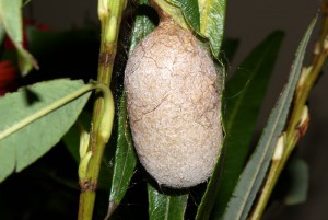 Antheraea mylitta cocon