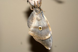 Antheraea mylitta vlinder