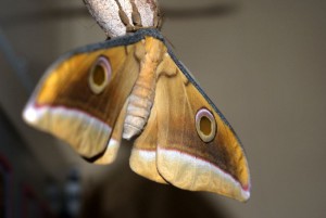 Antheraea mylitta vlinder