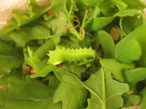 Antheraea yamamai L2