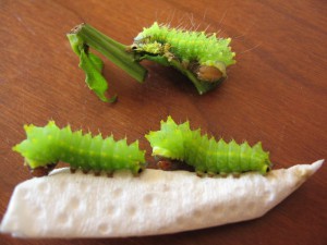 Antheraea yamamai L3
