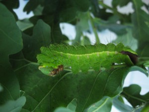 Antheraea yamamai L4