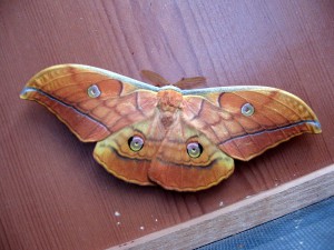 Antheraea yamamai vlinder