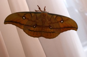 Antheraea yamamai vlinder