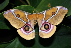 Antherina suraka vlinder vrouw