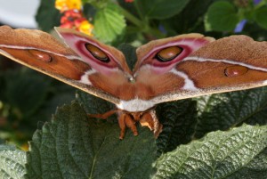 Antherina suraka vlinder