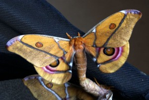 Antherina suraka vlinder paring
