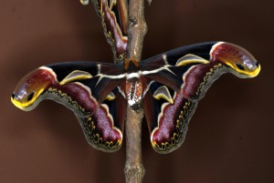 Archaeoattacus edwardsii vlinder man
