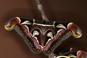 Archaeoattacus edwardsii vlinder vrouw