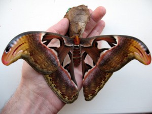 Attacus atlas vlinder