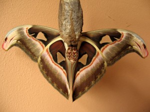 Attacus atlas vlinder