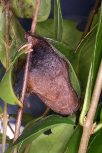 Attacus lorquinii cocon