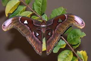 Attacus lorquinii vlinder
