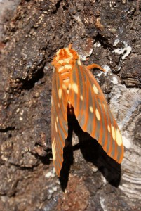 Citheronia regalis vlinder