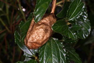Epiphora bauhiniae cocon