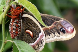 Hyalophora cecropia vlinder