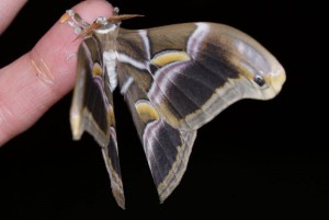 Samia ricini vlinder